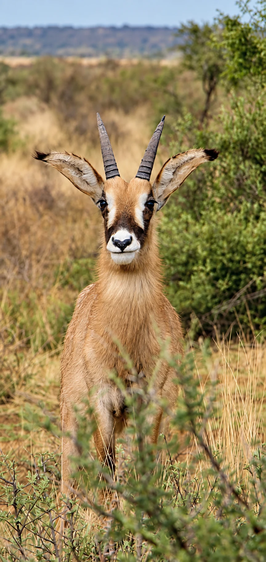 Antilope mit aufgerichteten Ohren im hohen Gras