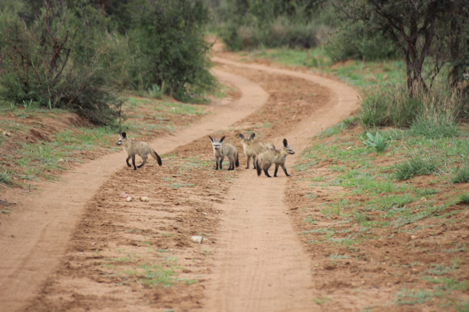 Vier kleine Wildtiere mit großen Ohren auf der Sandpiste