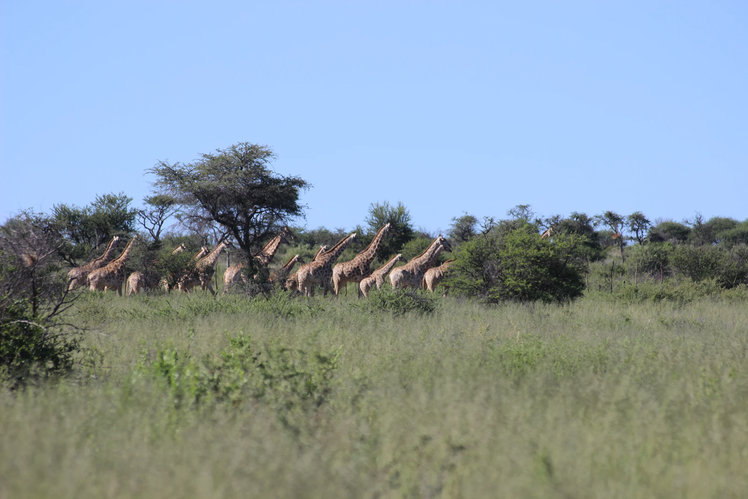 Giraffen im Buschland