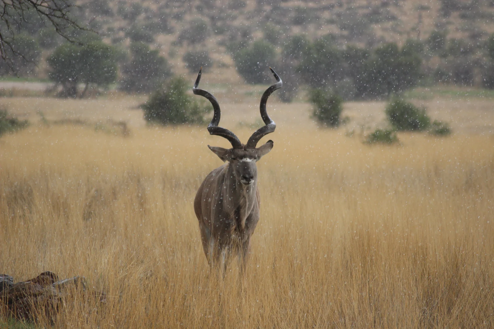 Kudu im hohen Gras während eines Regenschauers