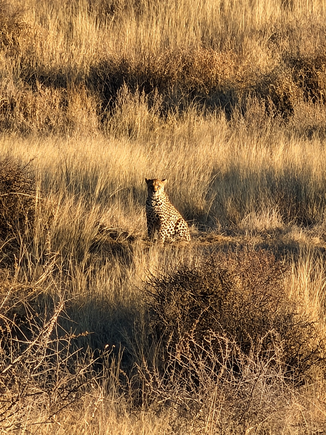 Gepard sitzt im goldenen Gras