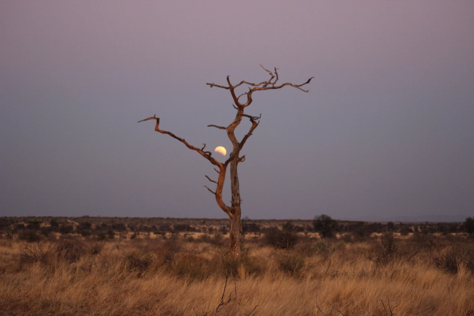 Mond hinter einem kahlen Baum in der Abenddämmerung