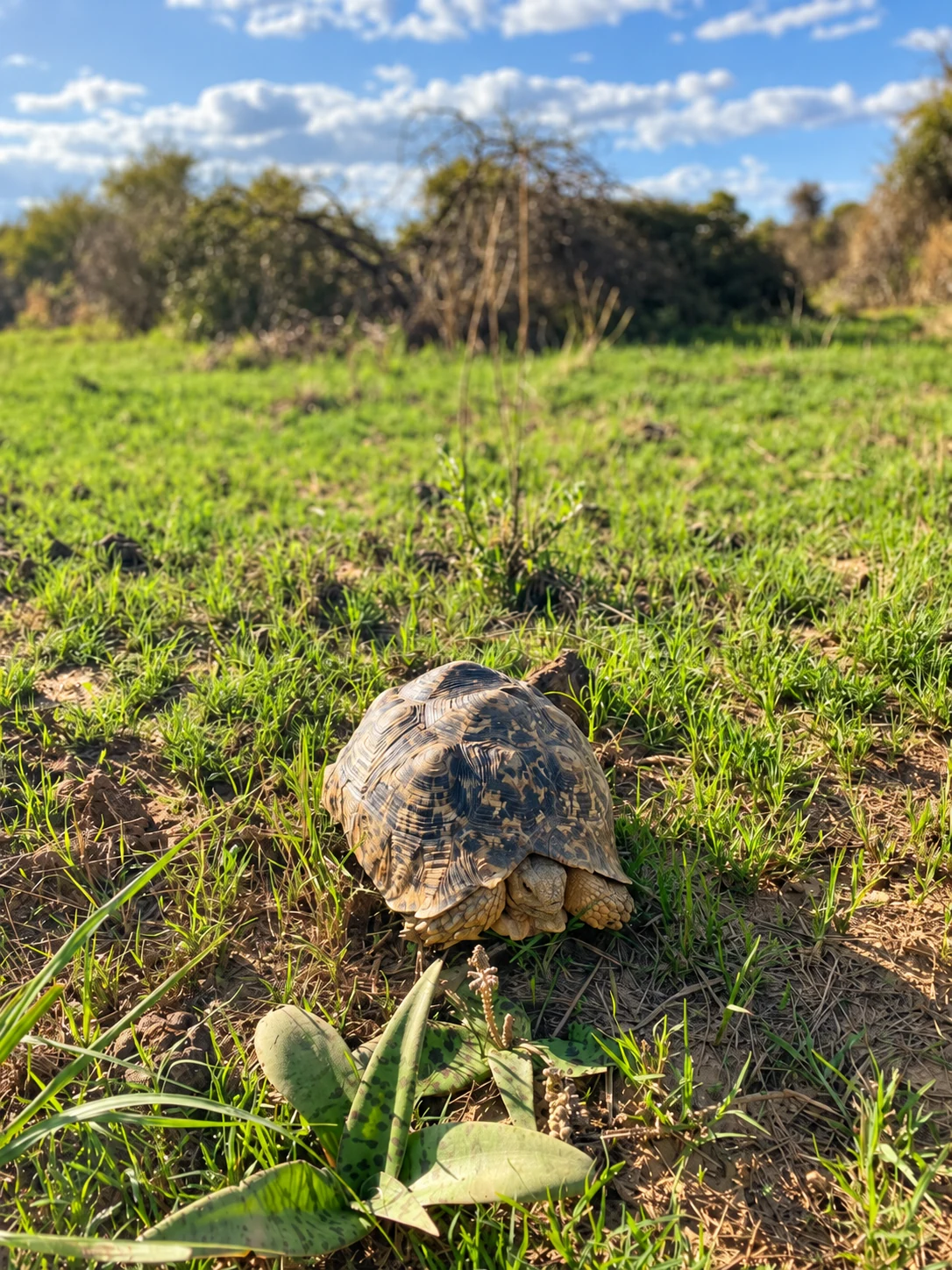 Schildkröte zwischen frischem Gras und kleinen Pflanzen