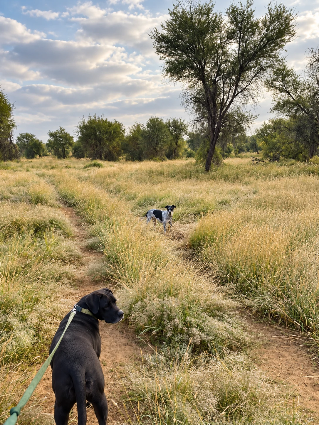 Zwei Hunde auf einem schmalen Weg durch das hohe Gras