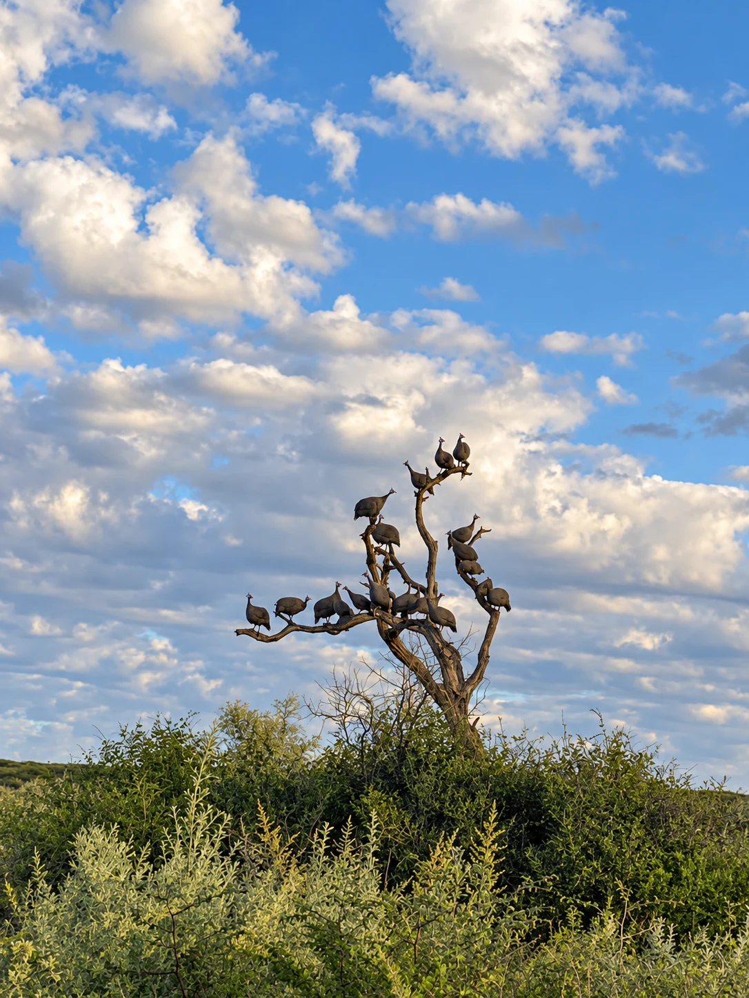 Vögel auf den Ästen eines kahlen Baumes unter weitem Wolkenhimmel