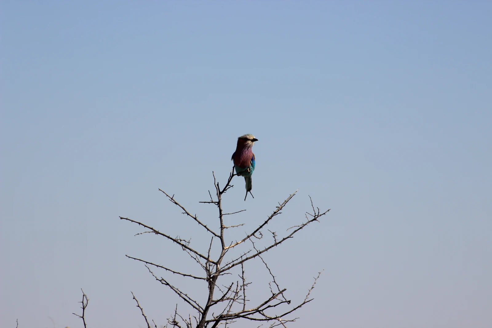Bunt gefiederter Vogel auf einem Zweig