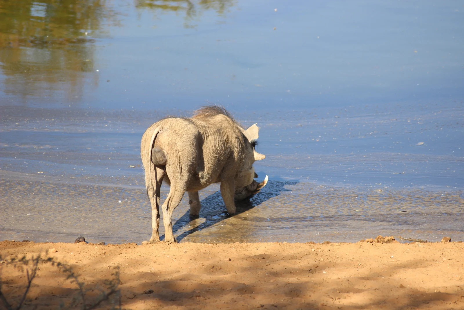 Warzenschwein trinkt am Wasserloch