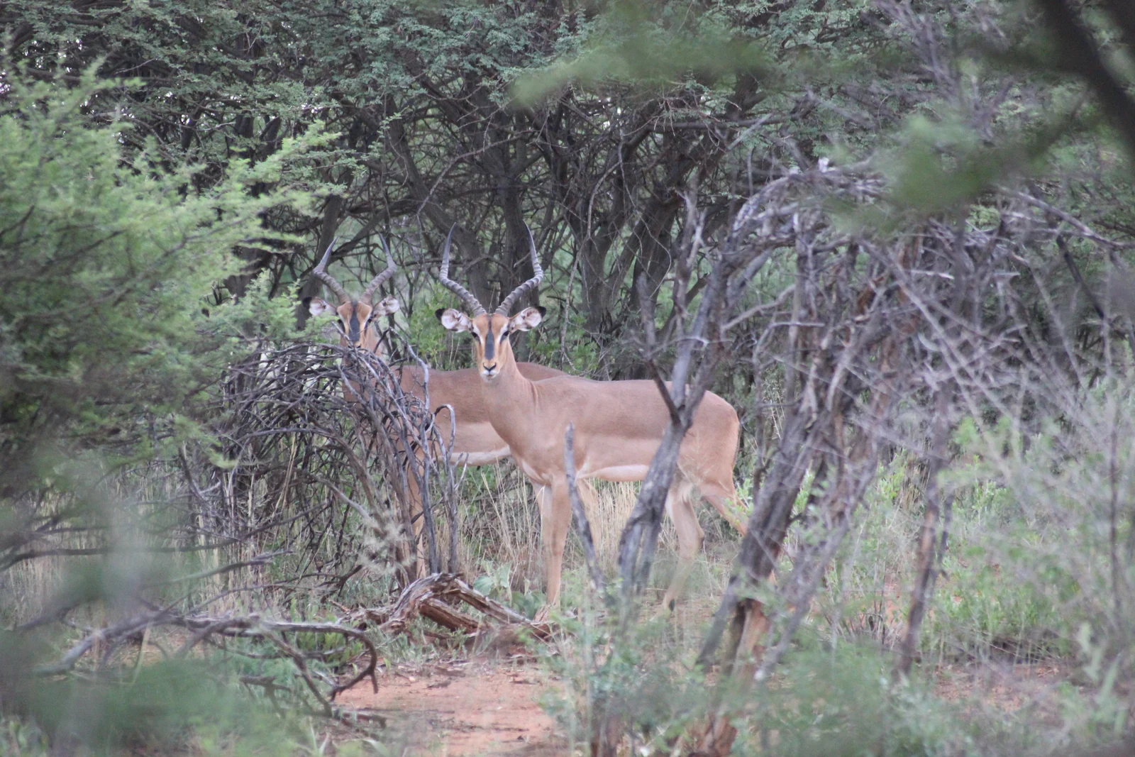 Ein stiller Beobachter