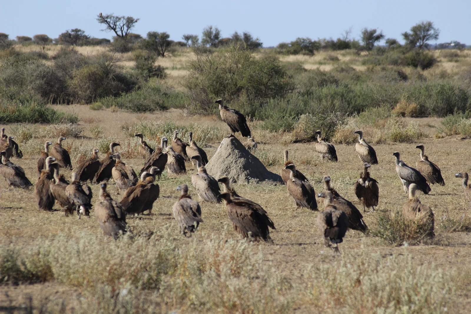 Versammlung in der Wildnis