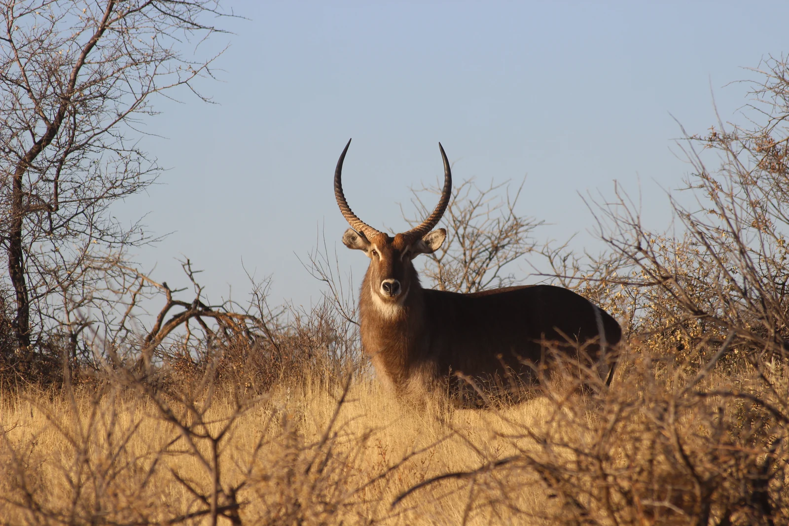 Antilope im Abendlicht