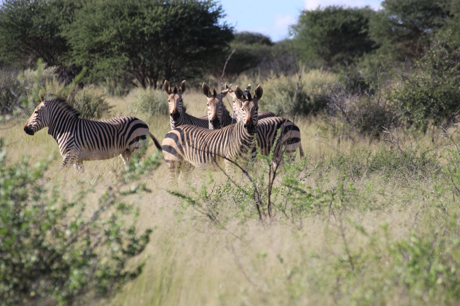 Zebras zwischen grünen Sträuchern